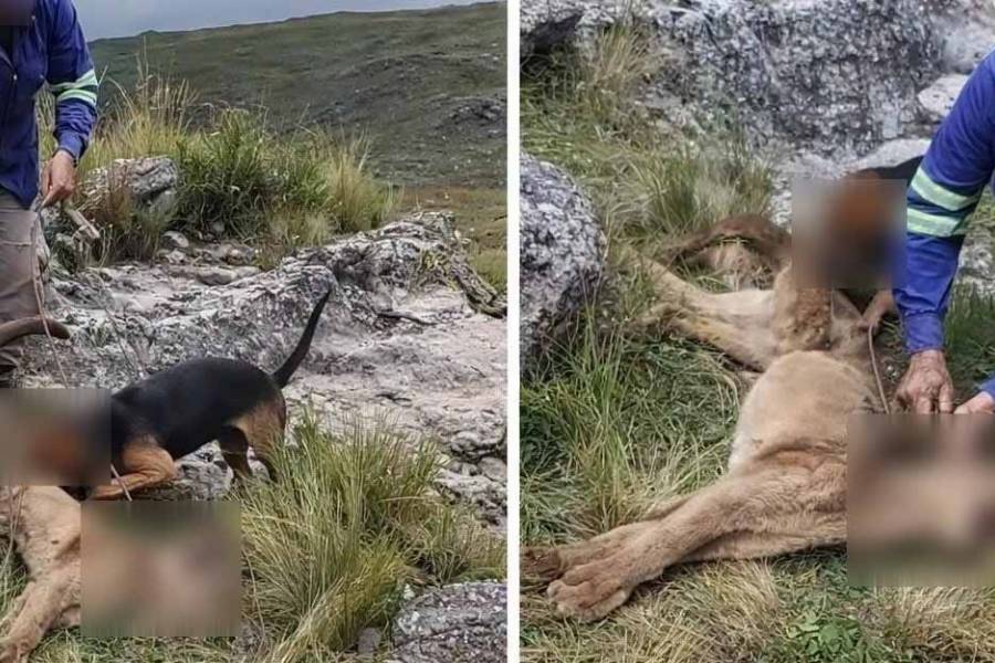 A juicio por matar a un puma: la causa contra el acusado avanza en Ambato