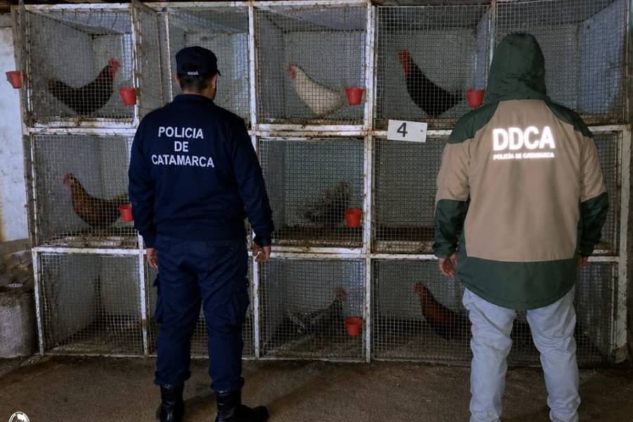 Policías desbarataron una riña de gallos clandestina