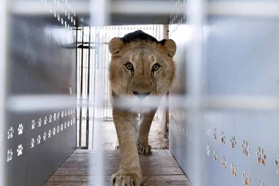 Trasladan leones y tigres del Zoológico de Luján a santuarios internacionales