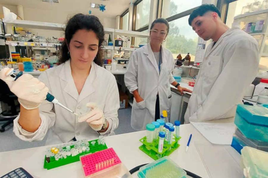 Dengue: argentinos diseñan un test rápido y económico para la detección temprana
