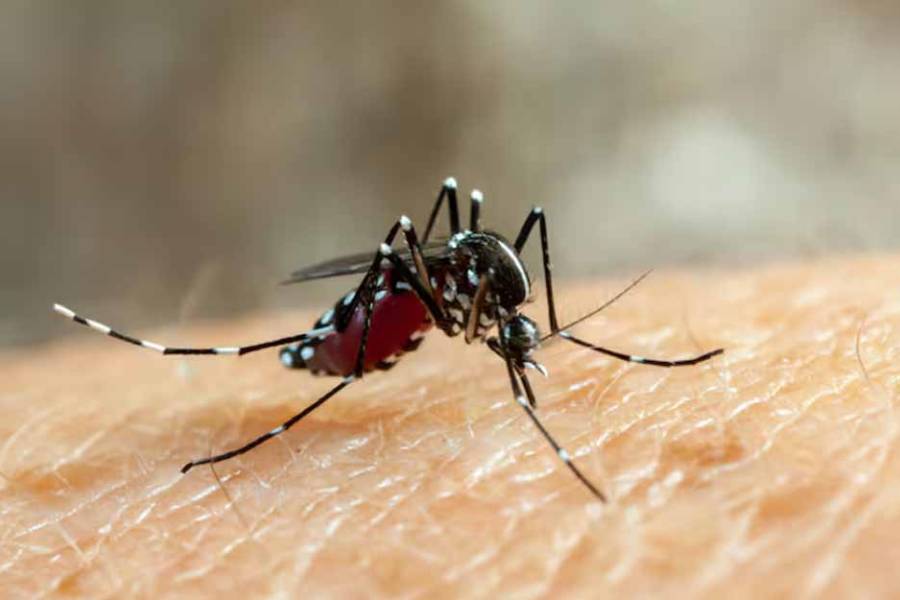Día Internacional de lucha contra el Dengue: Alerta sanitaria por nuevos brotes