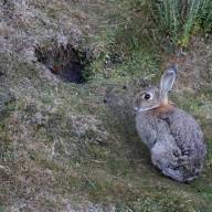 Un juez declaró a los conejos europeos como “sujetos de derecho”: los querían matar con gas fosfina en Ushuaia
