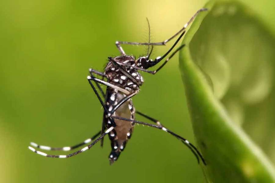 Dengue: América Latina debe prepararse antes del próximo brote