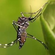Dengue: América Latina debe prepararse antes del próximo brote