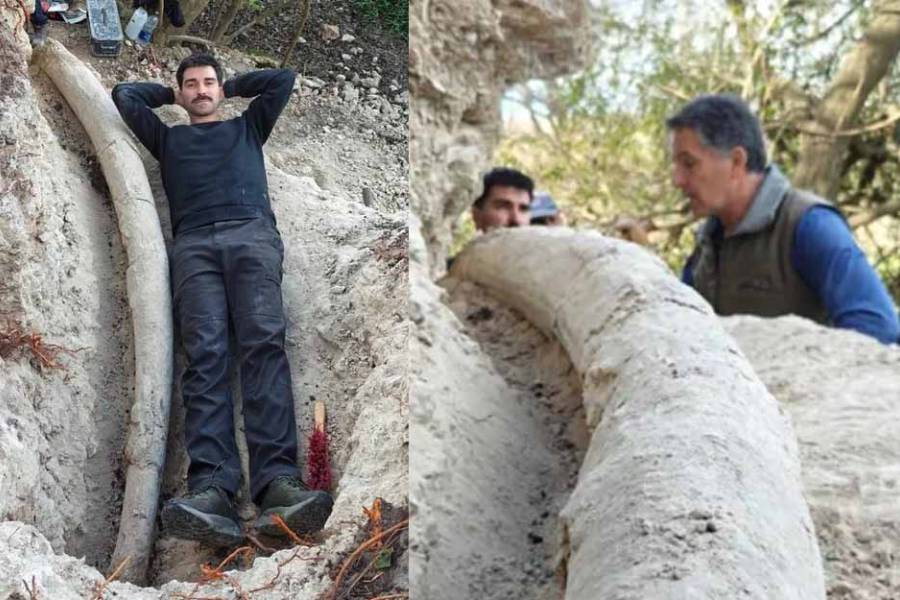 Hallan el colmillo más largo de un mastodonte de 500 mil años en San Pedro: cuánto mide