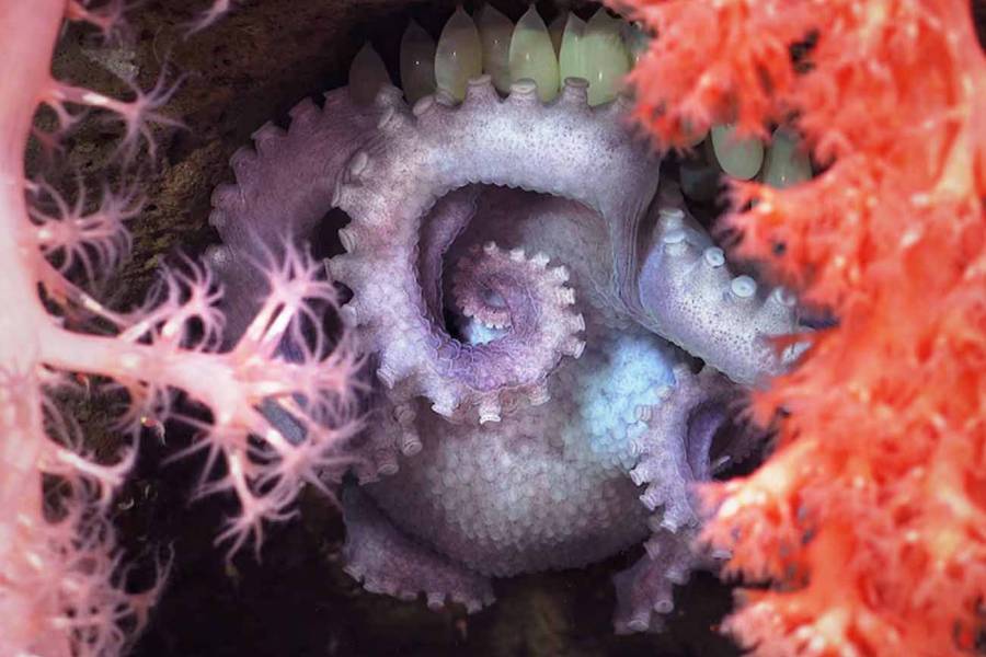 Revelan 57 nuevas especies marinas tras la expedición en los cañones submarinos de Argentina