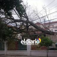 Se desplomó un árbol en el jardín del Hospital de Niños
