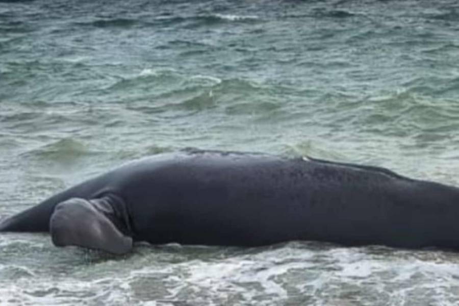 Alarma en Puerto Madryn por ballenas muertas