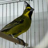 Tráfico ilegal de animales silvestres: 47 fueron repatriados