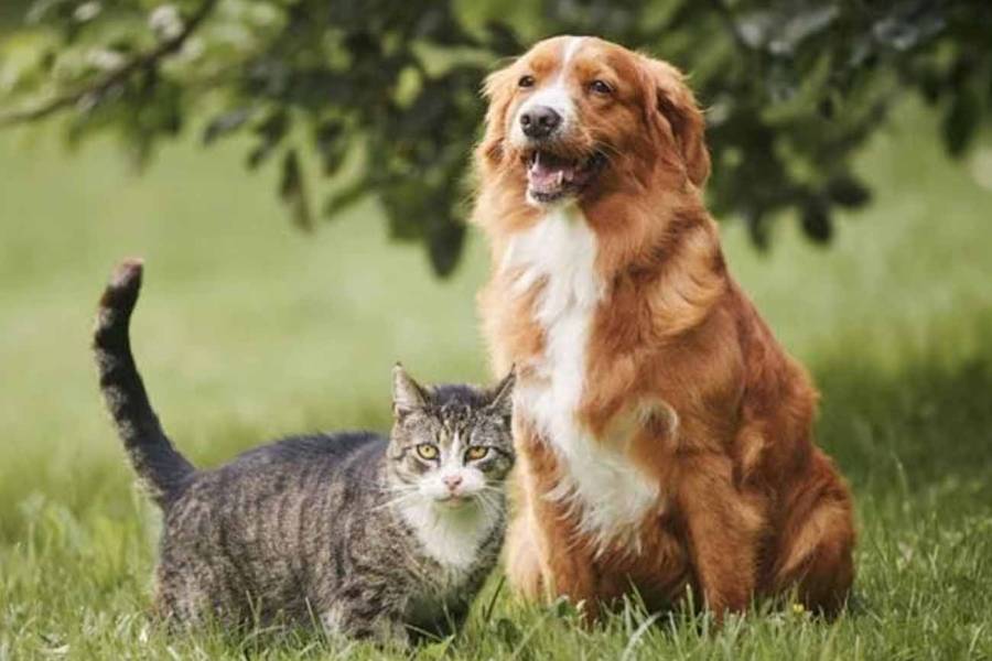Histórico en CABA: aprueban el primer cementerio y crematorio público de mascotas