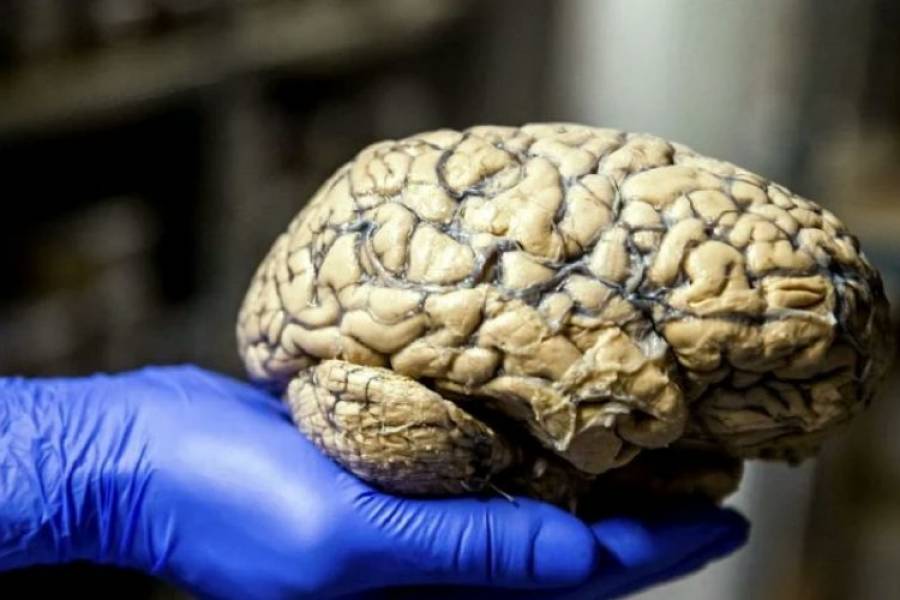Increíble hallazgo arqueológico: el misterio de los cerebros humanos de 12.000 años