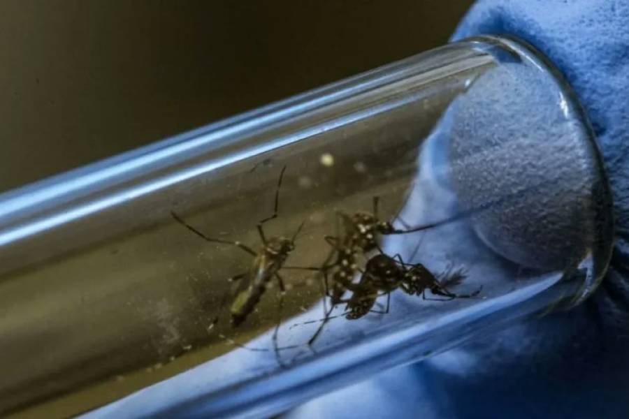 Qué es la Wolbachia, la bacteria con la que Colombia eliminó al dengue