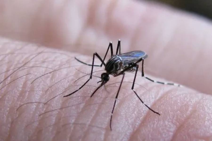 Recomendaciones y cuidados a tener en cuenta luego de haber padecido dengue