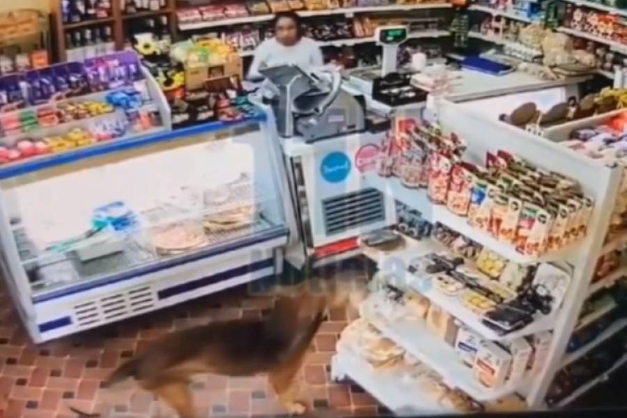 Un perro se robó una pasta frola de un almacén delante de la empleada