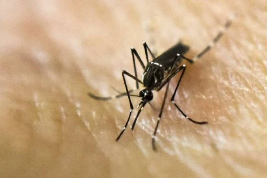 Dengue: se produjo el primer fallecimiento en el país por coinfección