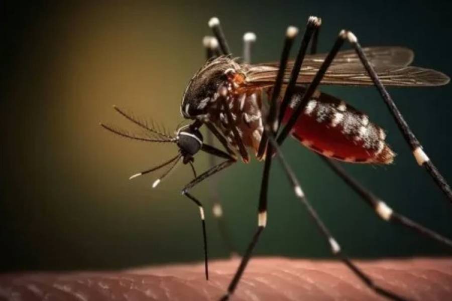 Se desaceleran los contagios: más de 420.000 casos de dengue en 2024
