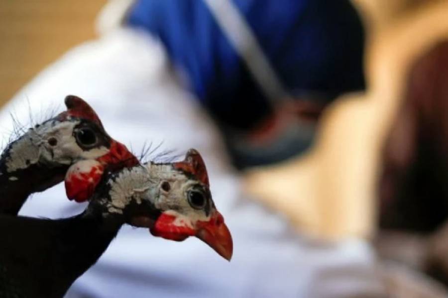La Organización Mundial de la Salud confirmó la primera muerte humana por gripe aviar
