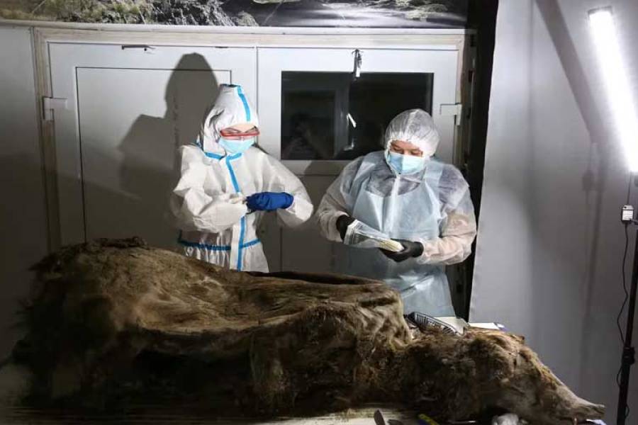 Impactante descubrimiento: hallaron un lobo antiguo sorprendentemente conservado con sus dientes intactos después de 44.000 años