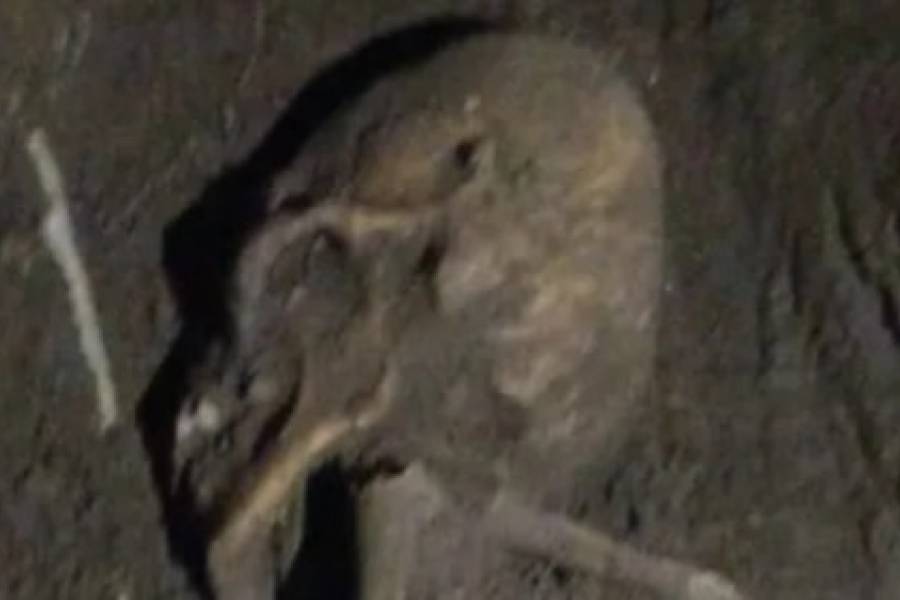 Macabro hallazgo de restos óseos en la Capital