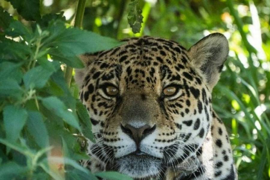 Liberaron un animal en peligro de extinción en El Impenetrable chaqueño