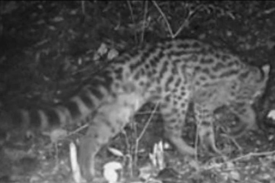 El raro felino que se detectó por primera vez en el Parque Nacional El Rey