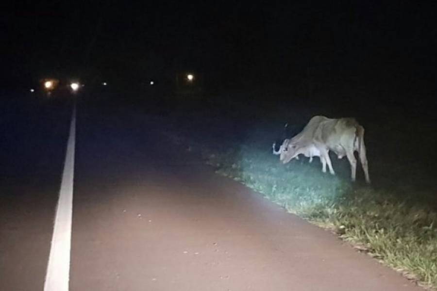 De nuevo animales sueltos generan una tragedia: Un hombre se mató tras embestirlo