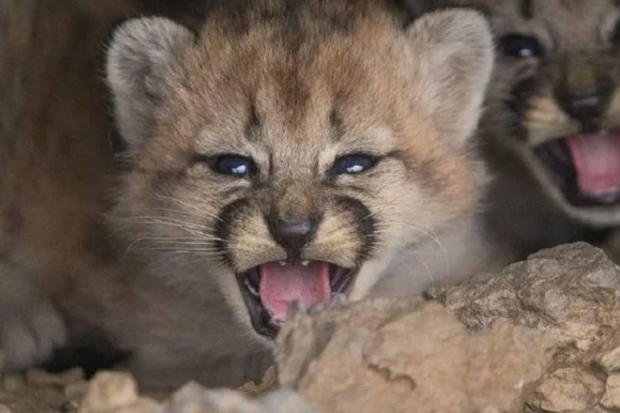 Registraron imágenes inéditas de cachorros de una especie salvaje en la Patagonia