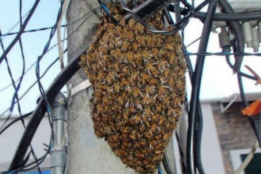 Personal municipal de Los Altos atacado por enjambre de abejas