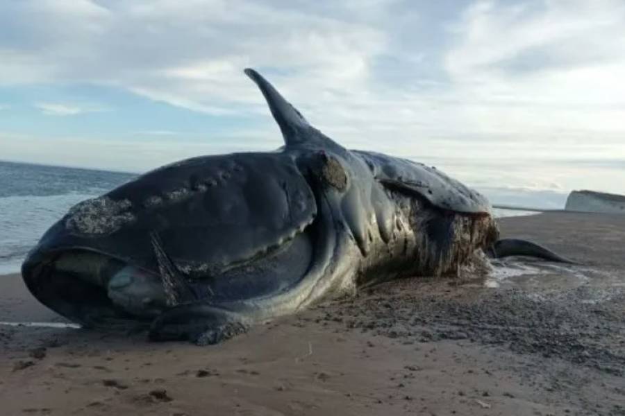 Chubut: aparecieron 21 ballenas muertas en Península Valdés