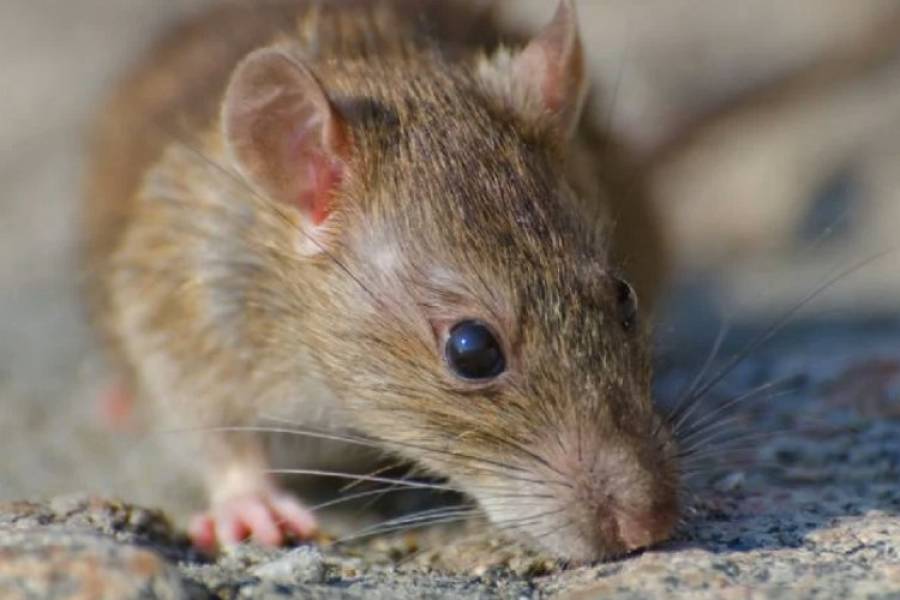 Tartagal: falleció un hombre por hantavirus y ya suman 15 los casos este año