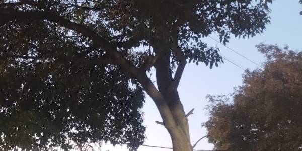 Vecinos de la Chacarita reclaman por un frondoso árbol