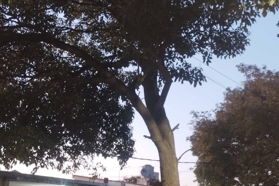 Vecinos de la Chacarita reclaman por un frondoso árbol